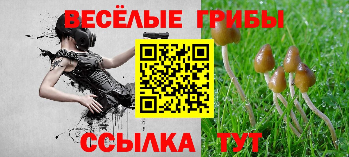 Псилоцибиновые грибы Psilocybe Тихорецк
